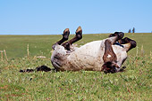 HOR 01 LS0032 01
Blue Roan Mustang Rolling On Back On Grass