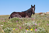 HOR 01 LS0033 01
Black Mustang Laying In Meadow