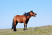 HOR 01 LS0034 01
Bay Mustang Standing In Meadow Yawning