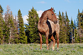 HOR 01 LS0036 01
Red Roan Mustang Standing In Meadow By Trees