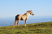 HOR 01 LS0037 01
Palomino Mustang Stallion 
