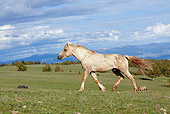 HOR 01 LS0038 01
Palomino Mustang Stallion 