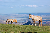 HOR 01 LS0039 01
Palomino Mustang Stallion 