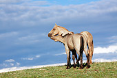 HOR 01 LS0040 01
Palomino Mustang Stallion 