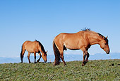 HOR 01 LS0042 01
Two Dun Mustangs Walking In Meadow