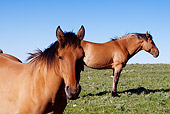 HOR 01 LS0043 01
Two Dun Mustangs Standing In Meadow