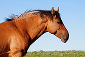 HOR 01 LS0044 01
Head Shot Of Dun Mustang Standing In Meadow