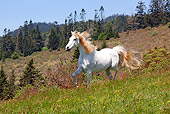 HOR 01 LS0045 01
Gray Arabian Trotting In Field