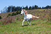 HOR 01 LS0046 01
Gray Arabian Trotting In Field