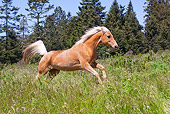 HOR 01 LS0048 01
Palomino Horse Running In Field