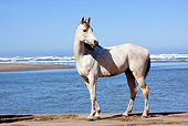 HOR 01 LS0049 01
Gray Arabian Standing On Beach By Ocean