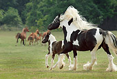 HOR 01 MB0236 01
Gypsy Vanner Mare And Foal Running In Pasture
