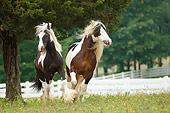 HOR 01 MB0237 01
Gypsy Vanner Mare And Foal Running In Pasture