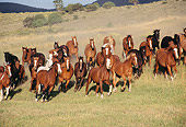 HOR 01 RK0169 01
Herd of Horses