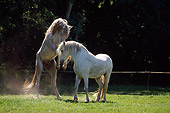 HOR 01 SS0049 01
Arabian Horse And Camarague Horse Fighting In Pasture