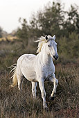 HOR 01 WF0002 01
Portrait Of Camargue Horse Trotting In Field