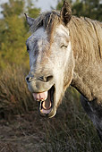 HOR 01 WF0003 01
Head Shot Of Camargue Horse Yawning
