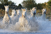 HOR 01 WF0004 01
Herd Of Camargue Horses Galloping Through Water