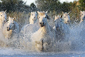 HOR 01 WF0005 01
Herd Of Camargue Horses Galloping Through Water