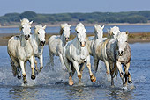 HOR 01 WF0006 01
Herd Of Camargue Horses Galloping Through Shallow Water