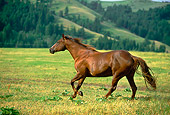 HOR 01 DB0005 01
Chestnut Quarter Horse Cantering On Grass