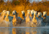 HOR 01 JZ0001 01
White Camargue Horses Running Through Water Towards Camera Provence France