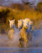 HOR 01 JZ0002 01
White Camargue Horses Running Through Water Towards Camera Provence France