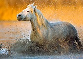 HOR 01 JZ0004 01
White Camargue Horse Trotting Through Water Provence France