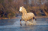 HOR 01 JZ0006 01
White Camargue Horse Cantering Through Water Provence France