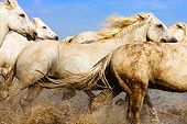 HOR 01 JZ0008 01
White Camargue Horses Galloping Through Water Provence France
