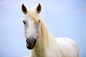 HOR 01 JZ0009 01
Close-Up Of White Camargue Horse Standing Provence France