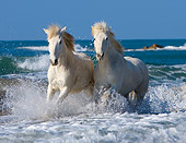 HOR 01 JZ0013 01
Two White Camargue Horses Running In Surf On Beach Provence France