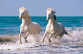 HOR 01 JZ0014 01
Two White Camargue Horses Running In Surf On Beach Provence France