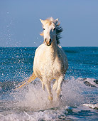 HOR 01 JZ0015 01
White Camargue Horse Running In Surf On Beach Provence France