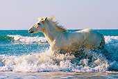 HOR 01 JZ0016 01
White Camargue Horse Running In Surf On Beach Provence France