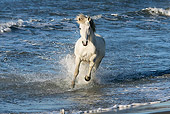 HOR 01 KH0008 01
Camargue Horse Cantering In Surf On Beach
