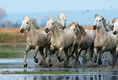 HOR 01 KH0010 01
Herd Of Camargue Horses Cantering In Water