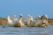 HOR 01 KH0011 01
Herd Of Camargue Horses Cantering In Water