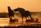 HOR 01 KH0013 01
Two Camargue Horses Running And Fighting In Marsh