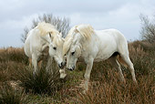 HOR 01 KH0016 01
Two Camargue Horses Playing In Field