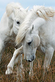 HOR 01 KH0017 01
Close-Up Of Two Camargue Horses Playing In Field