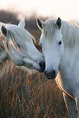 HOR 01 KH0018 01
Close-Up Of Two Camargue Horses Nuzzling In Field