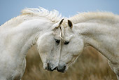 HOR 01 KH0019 01
Close-Up Of Two Camargue Horses Nuzzling In Field