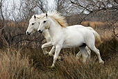 HOR 01 KH0020 01
Two Camargue Horses Trotting In Field