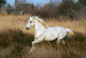 HOR 01 KH0021 01
Camargue Horse Cantering In Field