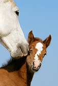 HOR 01 KH0022 01
Close-Up Of Camargue Horse Mother And Foal Nuzzling