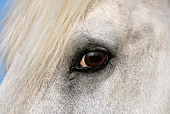 HOR 01 KH0023 01
Close-Up Of Camargue Horse's Eye