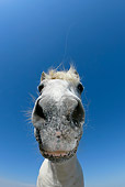 HOR 01 KH0024 01
Close-Up Of Camargue Horse's Nose