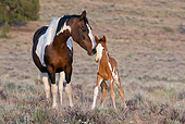 HOR 01 KH0060 01
Dark Bay Pinto Mustang Mare And Bay Pinto Foal Standing In Field