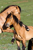 HOR 01 KH0066 01
Close-Up Of Two Dun Mustangs Fighting In Field